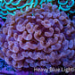 Ultra Pink Tip Hammer Coral -   WYSIWYG 8cm C5R5B1 Ultra Pink Tip Hammer Coral -   WYSIWYG 8cm C5R5B1 Aquarium Decor Ultra Pink Tip Hammer Coral -   WYSIWYG 8cm C5R5B1 Zeo Box Reef