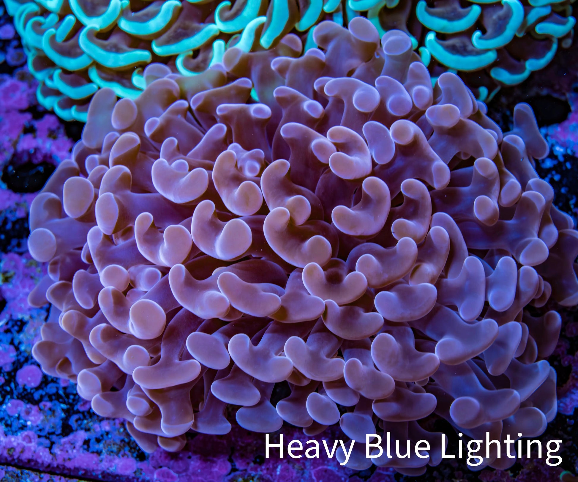 Ultra Pink Tip Hammer Coral -   WYSIWYG 8cm C5R5B1 Ultra Pink Tip Hammer Coral -   WYSIWYG 8cm C5R5B1 Aquarium Decor Ultra Pink Tip Hammer Coral -   WYSIWYG 8cm C5R5B1 Zeo Box Reef