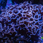 Ultra Pink  Tip Hammer Coral – WYSIWYG 9cm G41R6B1 Ultra Pink  Tip Hammer Coral – WYSIWYG 9cm G41R6B1 Aquarium Decor Ultra Pink  Tip Hammer Coral – WYSIWYG 9cm G41R6B1 Zeo Box Reef