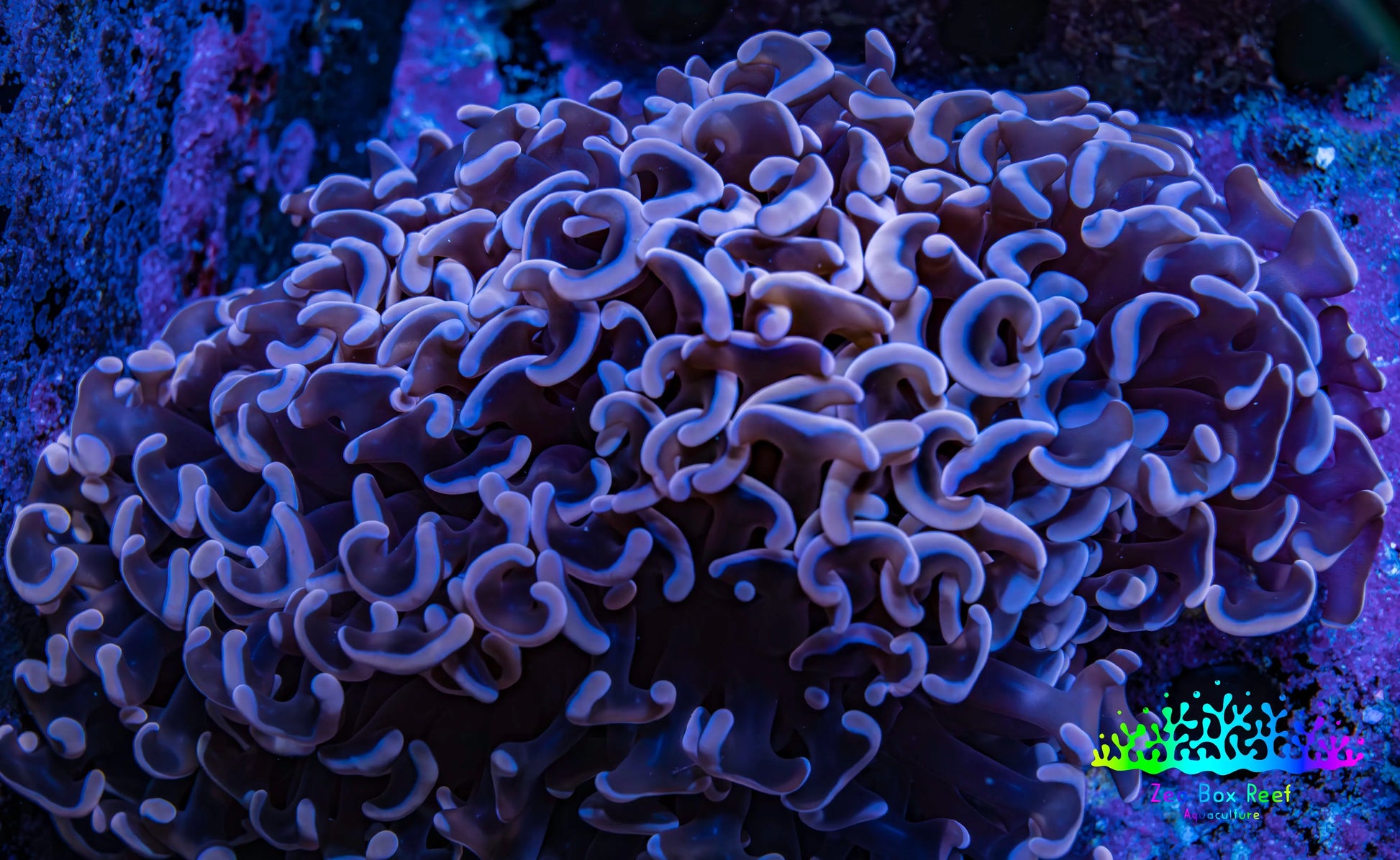 Ultra Pink  Tip Hammer Coral – WYSIWYG 9cm G41R6B1 Ultra Pink  Tip Hammer Coral – WYSIWYG 9cm G41R6B1 Aquarium Decor Ultra Pink  Tip Hammer Coral – WYSIWYG 9cm G41R6B1 Zeo Box Reef