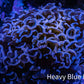 Ultra Pink  Tip Hammer Coral – WYSIWYG 9cm G41R6B1 Ultra Pink  Tip Hammer Coral – WYSIWYG 9cm G41R6B1 Aquarium Decor Ultra Pink  Tip Hammer Coral – WYSIWYG 9cm G41R6B1 Zeo Box Reef
