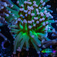 Ultra Pink Tip & Neon Green Torch Coral 6cm WYSIWYG D3R1B1 Ultra Pink Tip & Neon Green Torch Coral 6cm WYSIWYG D3R1B1 LPS Ultra Pink Tip & Neon Green Torch Coral 6cm WYSIWYG D3R1B1 Zeo Box Reef