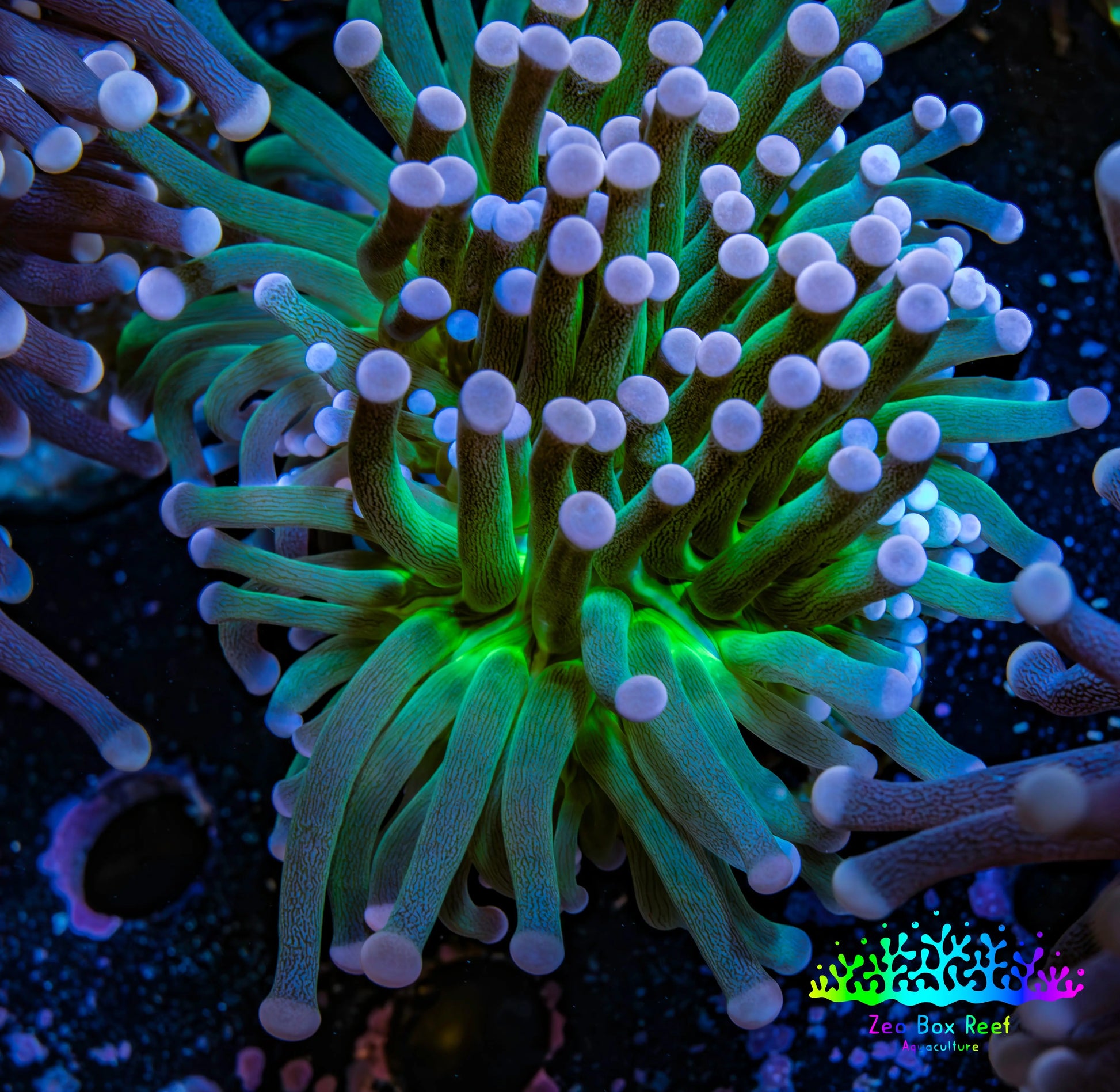 Ultra Pink Tip & Neon Green Torch Coral 6cm WYSIWYG D3R1B1 Ultra Pink Tip & Neon Green Torch Coral 6cm WYSIWYG D3R1B1 LPS Ultra Pink Tip & Neon Green Torch Coral 6cm WYSIWYG D3R1B1 Zeo Box Reef