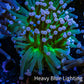 Ultra Pink Tip & Neon Green Torch Coral 6cm WYSIWYG D3R1B1 Ultra Pink Tip & Neon Green Torch Coral 6cm WYSIWYG D3R1B1 LPS Ultra Pink Tip & Neon Green Torch Coral 6cm WYSIWYG D3R1B1 Zeo Box Reef