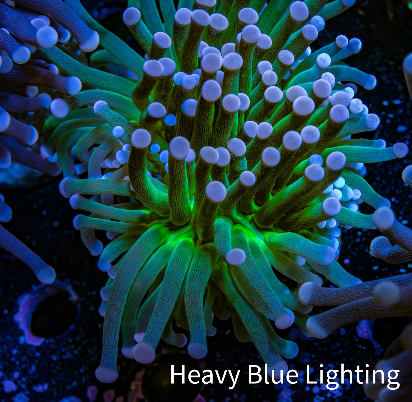 Ultra Pink Tip & Neon Green Torch Coral 6cm WYSIWYG D3R1B1 Ultra Pink Tip & Neon Green Torch Coral 6cm WYSIWYG D3R1B1 LPS Ultra Pink Tip & Neon Green Torch Coral 6cm WYSIWYG D3R1B1 Zeo Box Reef