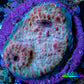 Ultra Pink Turquoise Chalice Frag WYSIWYG Ultra Pink Turquoise Chalice Frag WYSIWYG LPS Ultra Pink Turquoise Chalice Frag WYSIWYG Zeo Box Reef