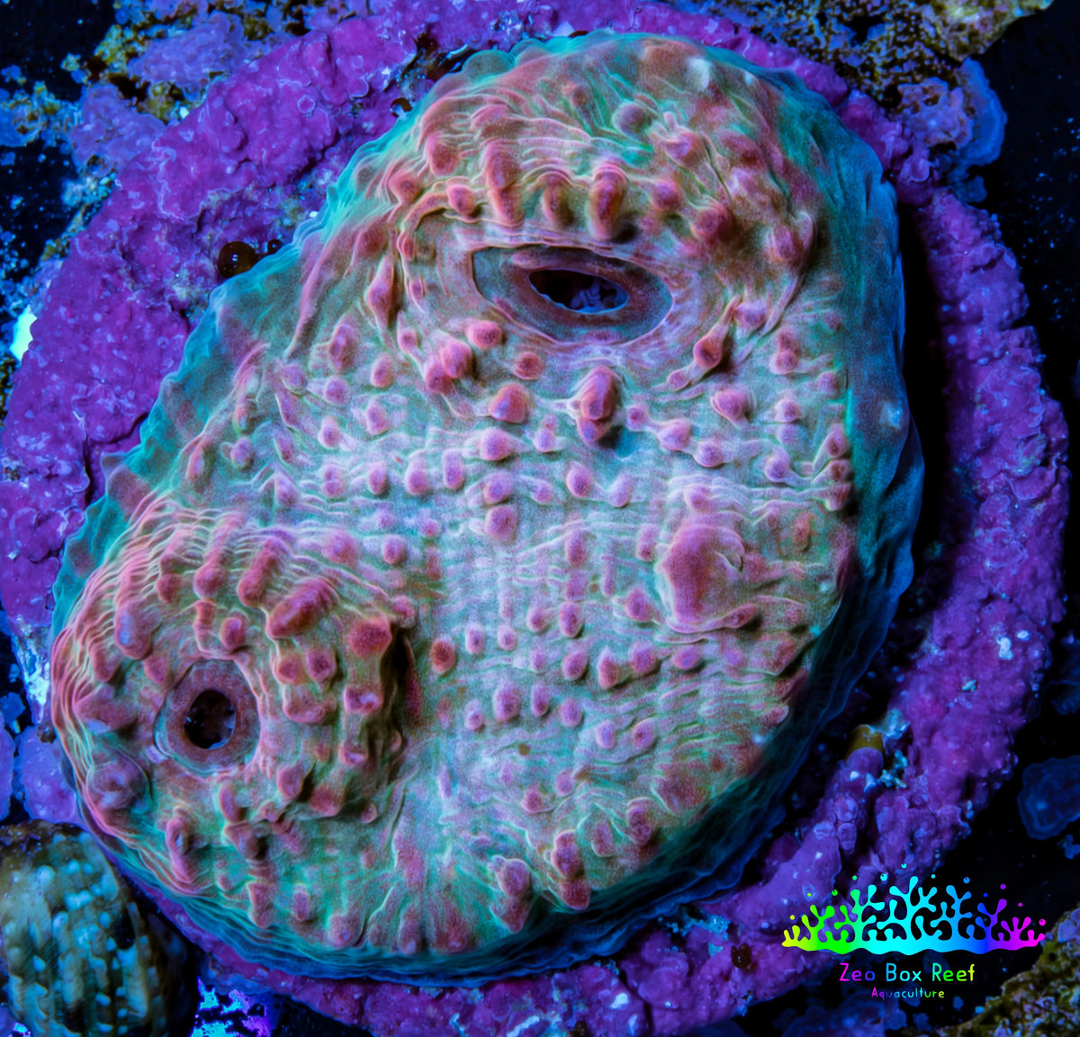 Ultra Pink Turquoise Chalice Frag WYSIWYG Ultra Pink Turquoise Chalice Frag WYSIWYG LPS Ultra Pink Turquoise Chalice Frag WYSIWYG Zeo Box Reef