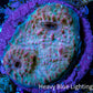 Ultra Pink Turquoise Chalice Frag WYSIWYG Ultra Pink Turquoise Chalice Frag WYSIWYG LPS Ultra Pink Turquoise Chalice Frag WYSIWYG Zeo Box Reef