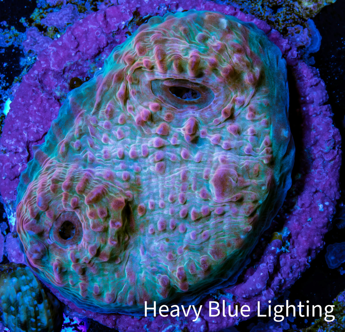 Ultra Pink Turquoise Chalice Frag WYSIWYG Ultra Pink Turquoise Chalice Frag WYSIWYG LPS Ultra Pink Turquoise Chalice Frag WYSIWYG Zeo Box Reef