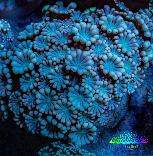 Ultra Pink & Blue Alveopora Coral Frag A2 Ultra Pink & Blue Alveopora Coral Frag A2 Animals & Pet Supplies Ultra Pink & Blue Alveopora Coral Frag A2 Zeo Box Reef
