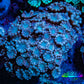 Ultra Pink & Blue Alveopora Coral Frag Ultra Pink & Blue Alveopora Coral Frag Animals & Pet Supplies Ultra Pink & Blue Alveopora Coral Frag Zeo Box Reef