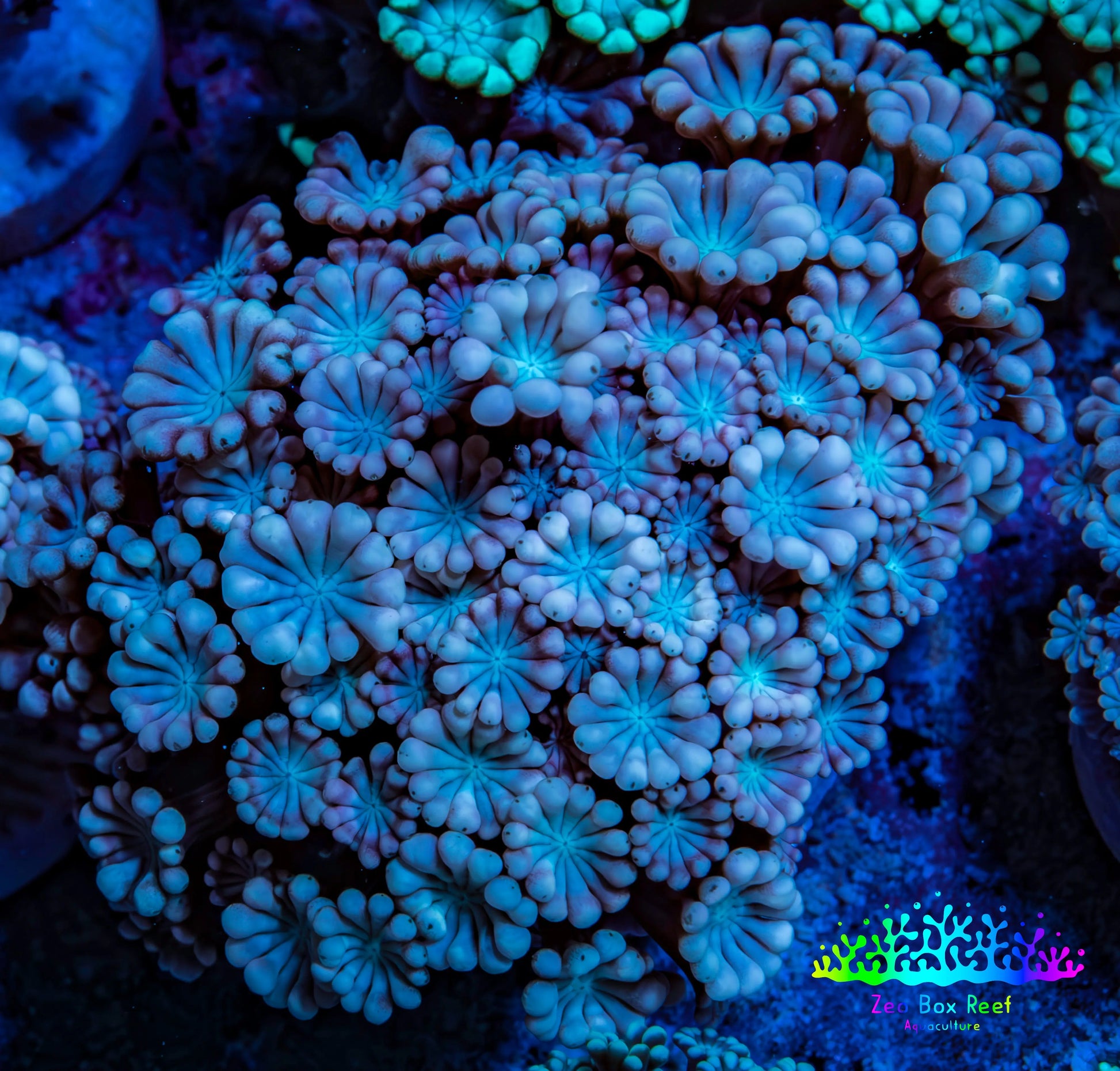 Ultra Pink & Blue Alveopora Coral Frag Ultra Pink & Blue Alveopora Coral Frag Animals & Pet Supplies Ultra Pink & Blue Alveopora Coral Frag Zeo Box Reef