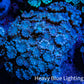 Ultra Pink & Blue Alveopora Coral Frag Ultra Pink & Blue Alveopora Coral Frag Animals & Pet Supplies Ultra Pink & Blue Alveopora Coral Frag Zeo Box Reef