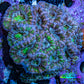 Ultra Purple Green Acan Coral 7cm WYSIWYG I11R2B1 Ultra Purple Green Acan Coral 7cm WYSIWYG I11R2B1 LPS Ultra Purple Green Acan Coral 7cm WYSIWYG I11R2B1 Zeo Box Reef