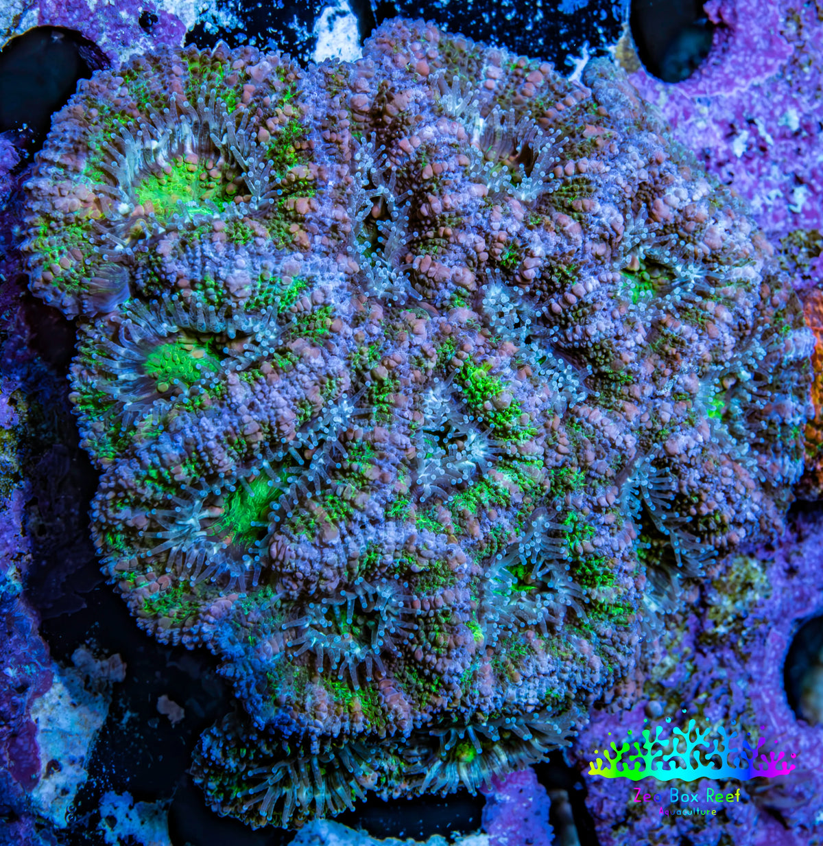 Ultra Purple Green Acan Coral 7cm WYSIWYG I11R2B1 Ultra Purple Green Acan Coral 7cm WYSIWYG I11R2B1 LPS Ultra Purple Green Acan Coral 7cm WYSIWYG I11R2B1 Zeo Box Reef