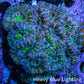 Ultra Purple Green Acan Coral 7cm WYSIWYG I11R2B1 Ultra Purple Green Acan Coral 7cm WYSIWYG I11R2B1 LPS Ultra Purple Green Acan Coral 7cm WYSIWYG I11R2B1 Zeo Box Reef