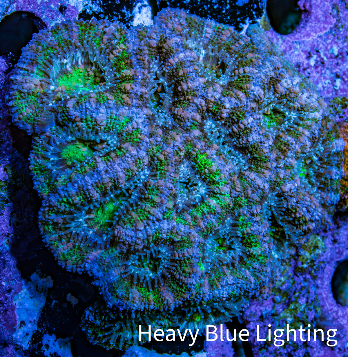 Ultra Purple Green Acan Coral 7cm WYSIWYG I11R2B1 Ultra Purple Green Acan Coral 7cm WYSIWYG I11R2B1 LPS Ultra Purple Green Acan Coral 7cm WYSIWYG I11R2B1 Zeo Box Reef