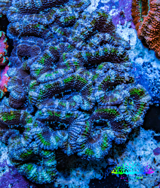 Ultra Purple Green Teal Acan Coral WYSIWYG Ultra Purple Green Teal Acan Coral WYSIWYG LPS Ultra Purple Green Teal Acan Coral WYSIWYG Zeo Box Reef