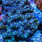 Ultra Purple Green Teal Acan Coral WYSIWYG Ultra Purple Green Teal Acan Coral WYSIWYG LPS Ultra Purple Green Teal Acan Coral WYSIWYG Zeo Box Reef