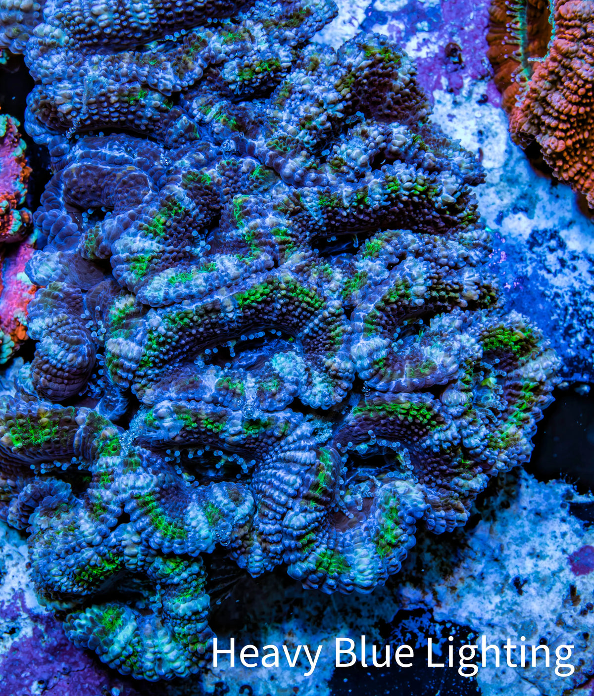Ultra Purple Green Teal Acan Coral WYSIWYG Ultra Purple Green Teal Acan Coral WYSIWYG LPS Ultra Purple Green Teal Acan Coral WYSIWYG Zeo Box Reef