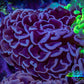 Ultra Purple Hammer Coral – WYSIWYG 8cm A3R6B1 Ultra Purple Hammer Coral – WYSIWYG 8cm A3R6B1 Aquarium Decor Ultra Purple Hammer Coral – WYSIWYG 8cm A3R6B1 Zeo Box Reef