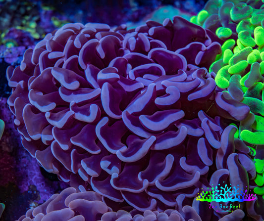 Ultra Purple Hammer Coral – WYSIWYG 8cm A3R6B1 Ultra Purple Hammer Coral – WYSIWYG 8cm A3R6B1 Aquarium Decor Ultra Purple Hammer Coral – WYSIWYG 8cm A3R6B1 Zeo Box Reef