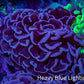 Ultra Purple Hammer Coral – WYSIWYG 8cm A3R6B1 Ultra Purple Hammer Coral – WYSIWYG 8cm A3R6B1 Aquarium Decor Ultra Purple Hammer Coral – WYSIWYG 8cm A3R6B1 Zeo Box Reef