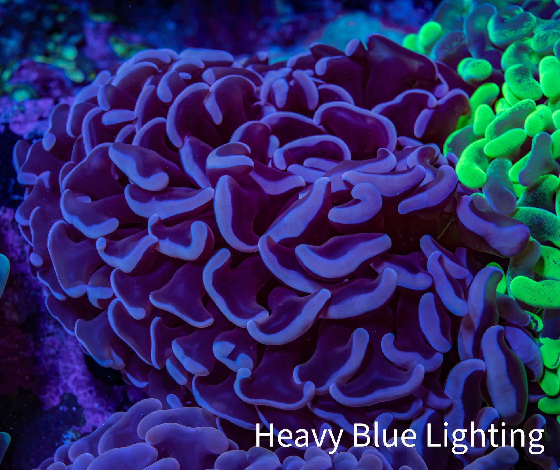 Ultra Purple Hammer Coral – WYSIWYG 8cm A3R6B1 Ultra Purple Hammer Coral – WYSIWYG 8cm A3R6B1 Aquarium Decor Ultra Purple Hammer Coral – WYSIWYG 8cm A3R6B1 Zeo Box Reef