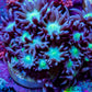 Ultra Purple Teal Green Centre Goniopora Frag WYSIWYG Ultra Purple Teal Green Centre Goniopora Frag WYSIWYG Animals & Pet Supplies Ultra Purple Teal Green Centre Goniopora Frag WYSIWYG Zeo Box Reef