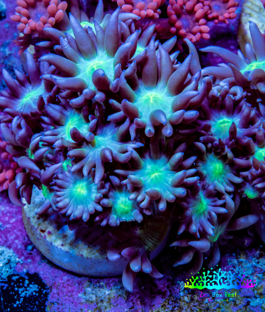 Ultra Purple Teal Green Centre Goniopora Frag WYSIWYG Ultra Purple Teal Green Centre Goniopora Frag WYSIWYG Animals & Pet Supplies Ultra Purple Teal Green Centre Goniopora Frag WYSIWYG Zeo Box Reef