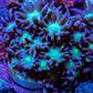 Ultra Purple Teal Green Centre Goniopora Frag WYSIWYG Ultra Purple Teal Green Centre Goniopora Frag WYSIWYG Animals & Pet Supplies Ultra Purple Teal Green Centre Goniopora Frag WYSIWYG Zeo Box Reef