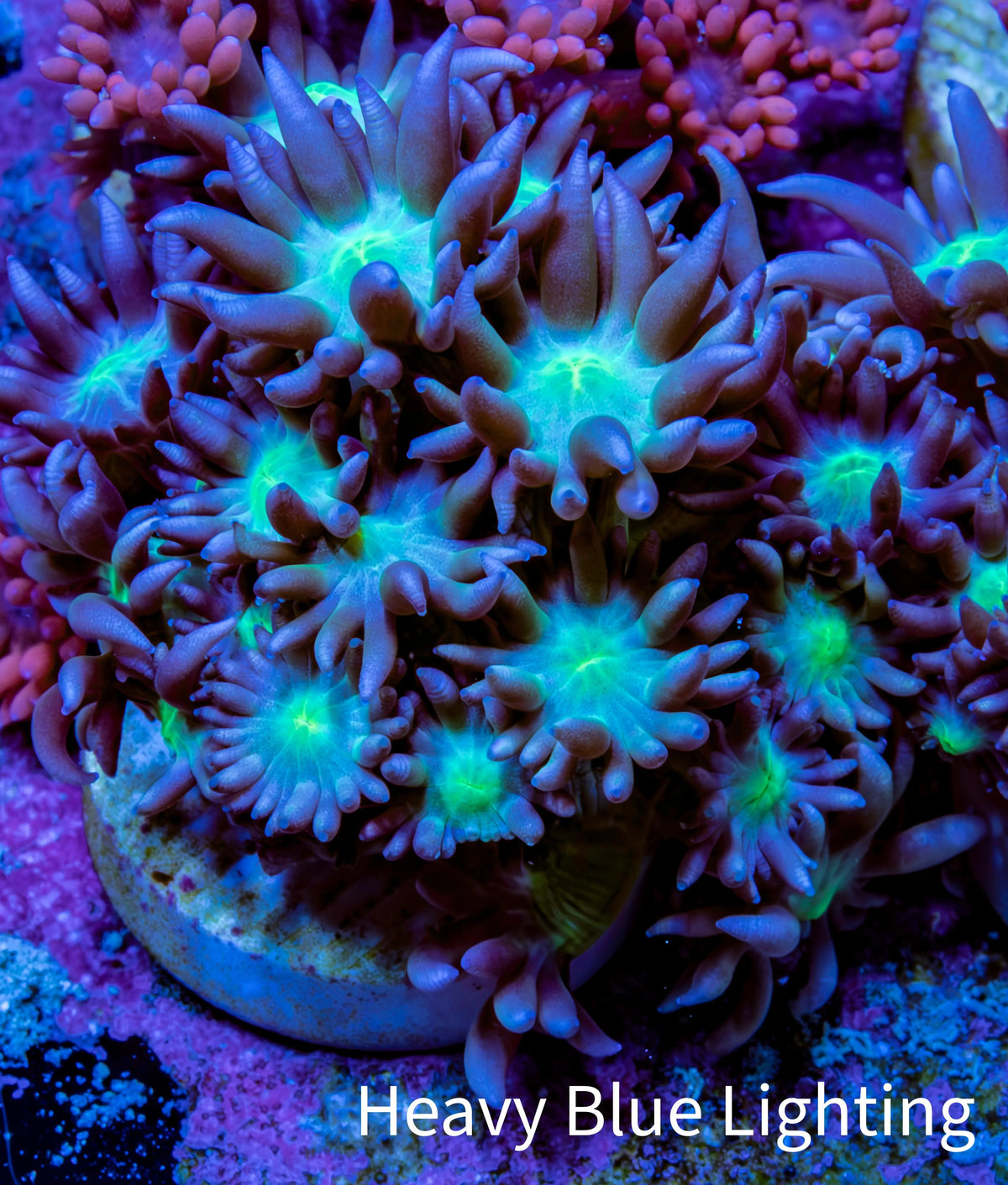 Ultra Purple Teal Green Centre Goniopora Frag WYSIWYG Ultra Purple Teal Green Centre Goniopora Frag WYSIWYG Animals & Pet Supplies Ultra Purple Teal Green Centre Goniopora Frag WYSIWYG Zeo Box Reef