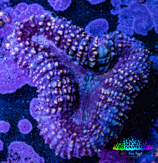 Ultra Purple Teal Lobo Coral WYSIWYG 6cm Ultra Purple Teal Lobo Coral WYSIWYG 6cm LPS Ultra Purple Teal Lobo Coral WYSIWYG 6cm Zeo Box Reef