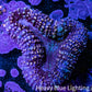 Ultra Purple Teal Lobo Coral WYSIWYG 6cm Ultra Purple Teal Lobo Coral WYSIWYG 6cm LPS Ultra Purple Teal Lobo Coral WYSIWYG 6cm Zeo Box Reef
