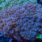 Ultra Purple Tip Frogspawn Coral -  WYSIWYG 10cm  E1R5B1 Ultra Purple Tip Frogspawn Coral -  WYSIWYG 10cm  E1R5B1 LPS Ultra Purple Tip Frogspawn Coral -  WYSIWYG 10cm  E1R5B1 Zeo Box Reef