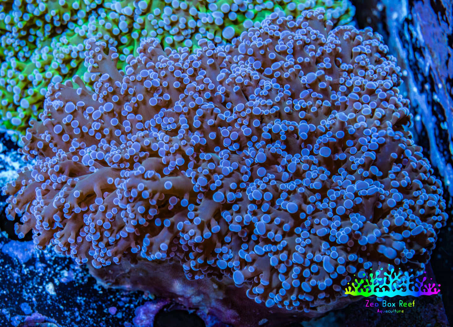 Ultra Purple Tip Frogspawn Coral -  WYSIWYG 10cm  E1R5B1 Ultra Purple Tip Frogspawn Coral -  WYSIWYG 10cm  E1R5B1 LPS Ultra Purple Tip Frogspawn Coral -  WYSIWYG 10cm  E1R5B1 Zeo Box Reef