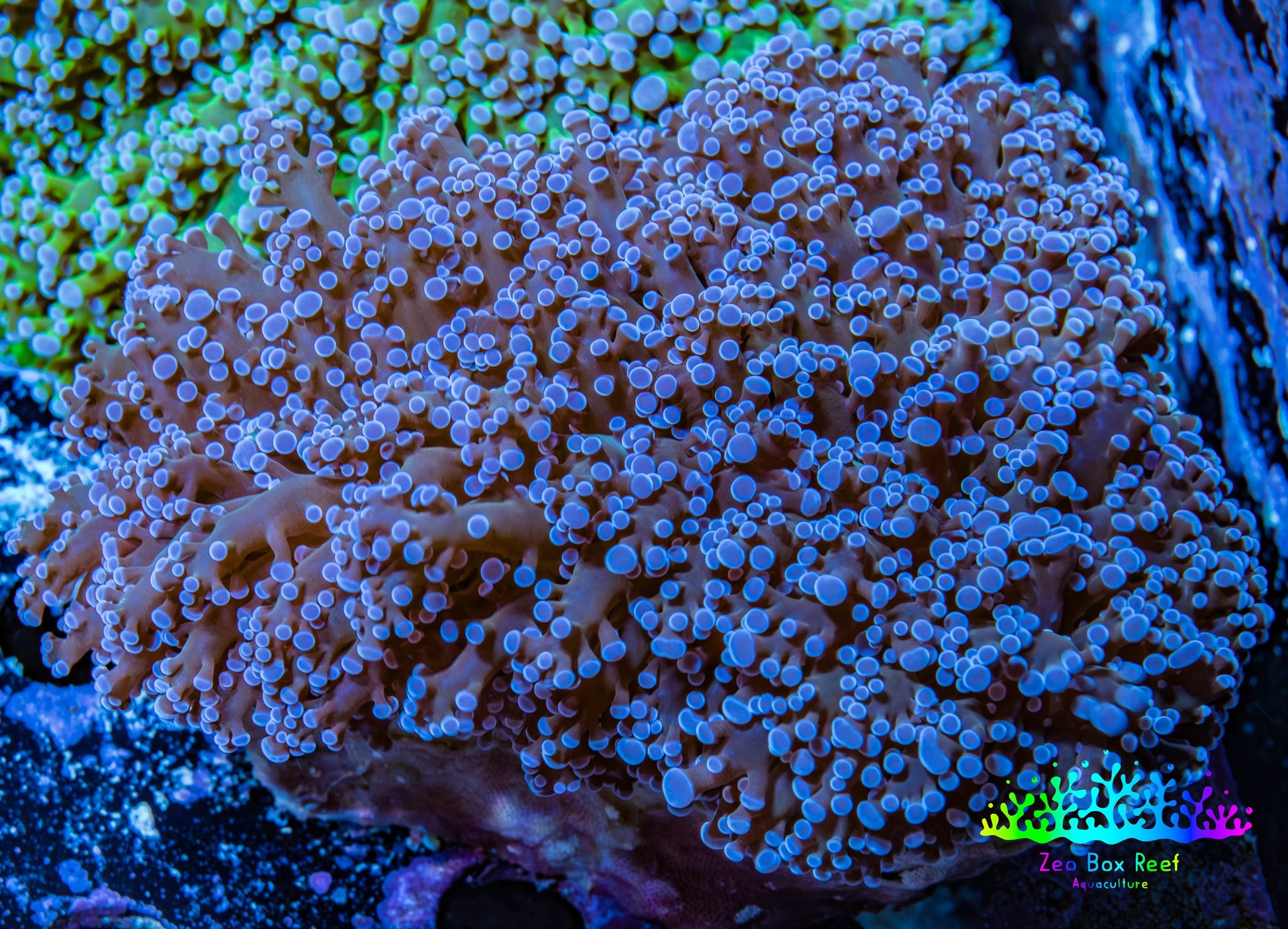 Ultra Purple Tip Frogspawn Coral -  WYSIWYG 10cm  E1R5B1 Ultra Purple Tip Frogspawn Coral -  WYSIWYG 10cm  E1R5B1 LPS Ultra Purple Tip Frogspawn Coral -  WYSIWYG 10cm  E1R5B1 Zeo Box Reef
