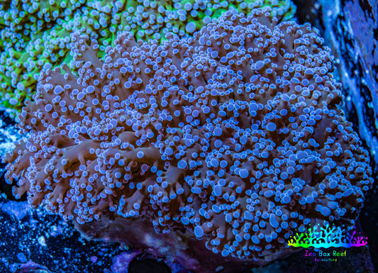Ultra Purple Tip Frogspawn Coral -  WYSIWYG 10cm  E1R5B1 Ultra Purple Tip Frogspawn Coral -  WYSIWYG 10cm  E1R5B1 LPS Ultra Purple Tip Frogspawn Coral -  WYSIWYG 10cm  E1R5B1 Zeo Box Reef