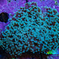 Ultra Purple Tip Frogspawn Coral -  WYSIWYG 9cm B2R5B1 Ultra Purple Tip Frogspawn Coral -  WYSIWYG 9cm B2R5B1 LPS Ultra Purple Tip Frogspawn Coral -  WYSIWYG 9cm B2R5B1 Zeo Box Reef