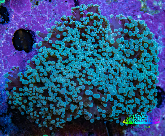 Ultra Purple Tip Frogspawn Coral -  WYSIWYG 9cm B2R5B1 Ultra Purple Tip Frogspawn Coral -  WYSIWYG 9cm B2R5B1 LPS Ultra Purple Tip Frogspawn Coral -  WYSIWYG 9cm B2R5B1 Zeo Box Reef