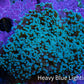 Ultra Purple Tip Frogspawn Coral -  WYSIWYG 9cm B2R5B1 Ultra Purple Tip Frogspawn Coral -  WYSIWYG 9cm B2R5B1 LPS Ultra Purple Tip Frogspawn Coral -  WYSIWYG 9cm B2R5B1 Zeo Box Reef