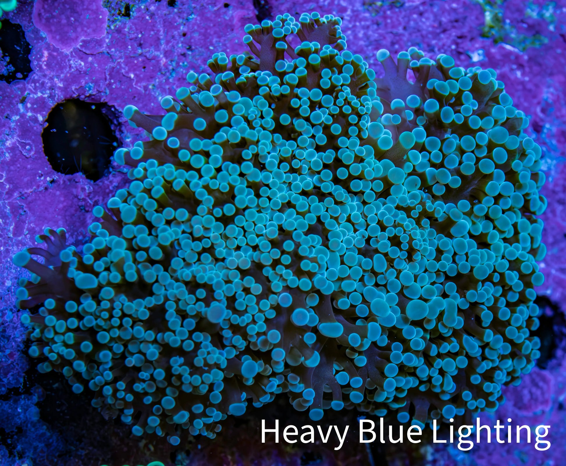Ultra Purple Tip Frogspawn Coral -  WYSIWYG 9cm B2R5B1 Ultra Purple Tip Frogspawn Coral -  WYSIWYG 9cm B2R5B1 LPS Ultra Purple Tip Frogspawn Coral -  WYSIWYG 9cm B2R5B1 Zeo Box Reef