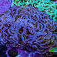 Ultra Purple  Tip Hammer Coral – WYSIWYG 8cm A2R6B1 Ultra Purple  Tip Hammer Coral – WYSIWYG 8cm A2R6B1 Aquarium Decor Ultra Purple  Tip Hammer Coral – WYSIWYG 8cm A2R6B1 Zeo Box Reef
