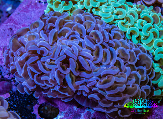 Ultra Purple  Tip Hammer Coral – WYSIWYG 8cm A2R6B1 Ultra Purple  Tip Hammer Coral – WYSIWYG 8cm A2R6B1 Aquarium Decor Ultra Purple  Tip Hammer Coral – WYSIWYG 8cm A2R6B1 Zeo Box Reef