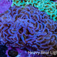 Ultra Purple  Tip Hammer Coral – WYSIWYG 8cm A2R6B1 Ultra Purple  Tip Hammer Coral – WYSIWYG 8cm A2R6B1 Aquarium Decor Ultra Purple  Tip Hammer Coral – WYSIWYG 8cm A2R6B1 Zeo Box Reef