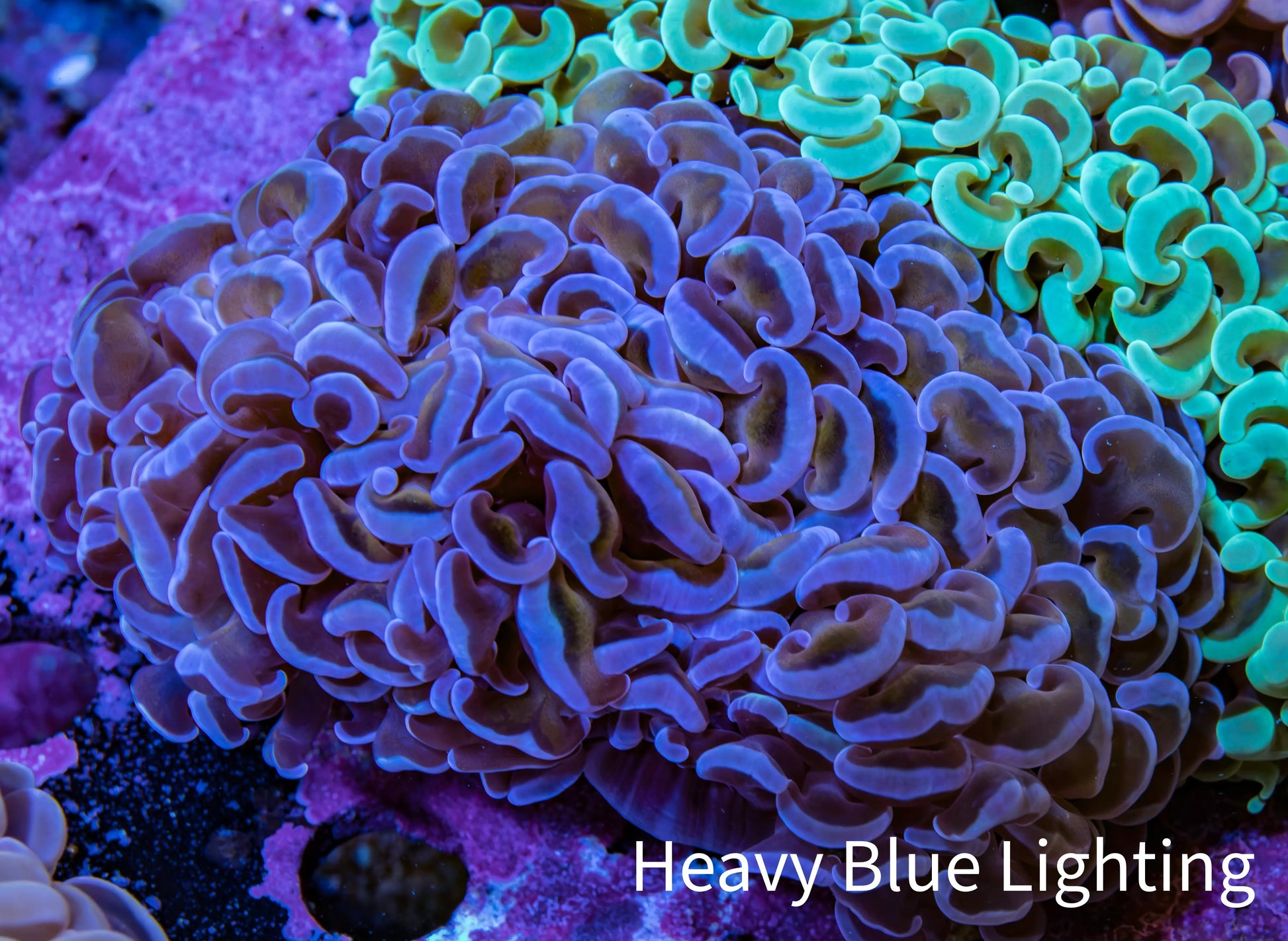 Ultra Purple  Tip Hammer Coral – WYSIWYG 8cm A2R6B1 Ultra Purple  Tip Hammer Coral – WYSIWYG 8cm A2R6B1 Aquarium Decor Ultra Purple  Tip Hammer Coral – WYSIWYG 8cm A2R6B1 Zeo Box Reef