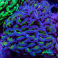 Ultra Purple & Gold Stem Hammer Coral – WYSIWYG 9cm C3R6B1 Ultra Purple & Gold Stem Hammer Coral – WYSIWYG 9cm C3R6B1 Aquarium Decor Ultra Purple & Gold Stem Hammer Coral – WYSIWYG 9cm C3R6B1 Zeo Box Reef