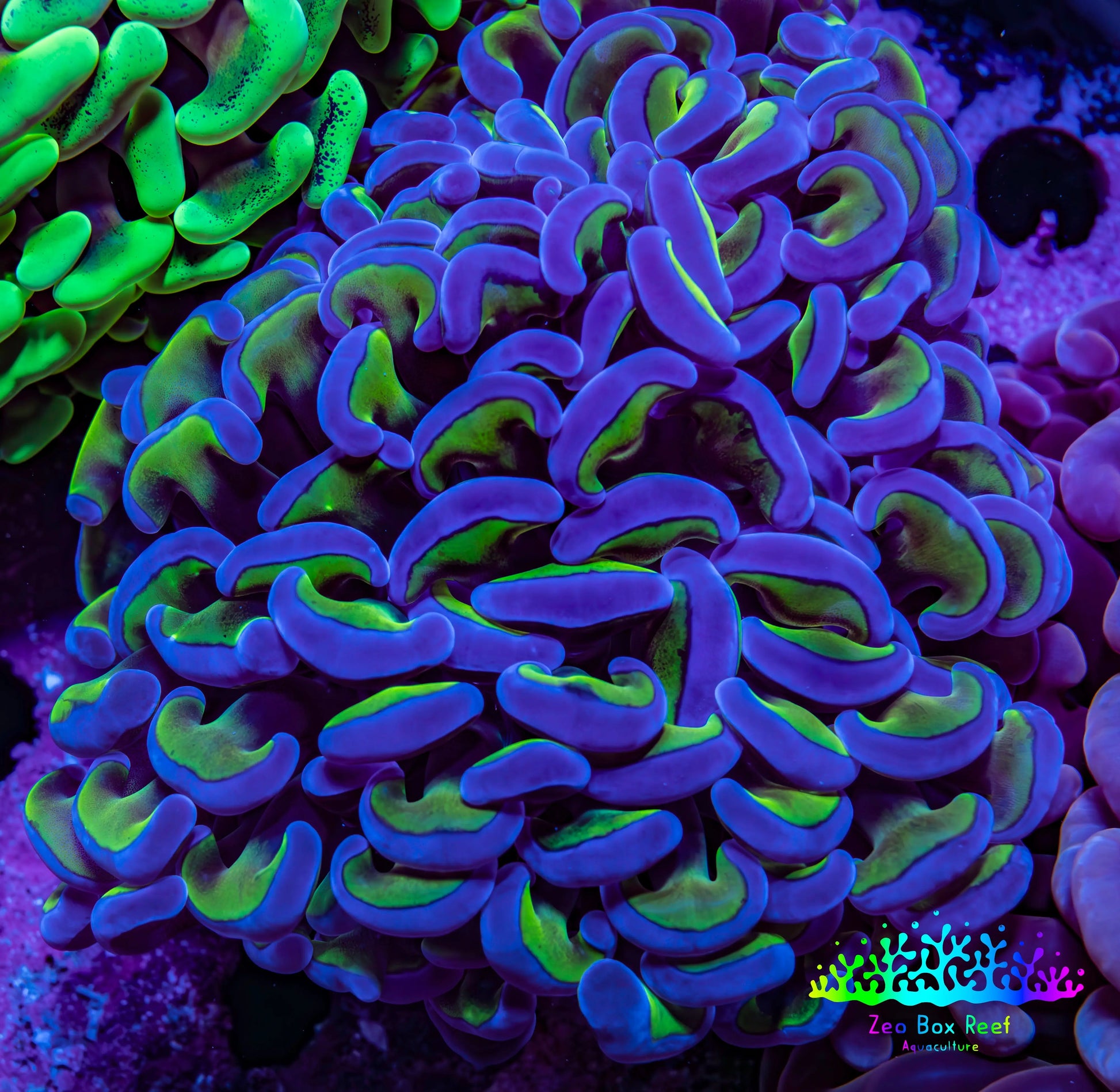 Ultra Purple & Gold Stem Hammer Coral – WYSIWYG 9cm C3R6B1 Ultra Purple & Gold Stem Hammer Coral – WYSIWYG 9cm C3R6B1 Aquarium Decor Ultra Purple & Gold Stem Hammer Coral – WYSIWYG 9cm C3R6B1 Zeo Box Reef