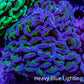 Ultra Purple & Gold Stem Hammer Coral – WYSIWYG 9cm C3R6B1 Ultra Purple & Gold Stem Hammer Coral – WYSIWYG 9cm C3R6B1 Aquarium Decor Ultra Purple & Gold Stem Hammer Coral – WYSIWYG 9cm C3R6B1 Zeo Box Reef