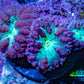 Ultra Purple & Green Blastomussa Coral Frag, WYSIWYG Ultra Purple & Green Blastomussa Coral Frag, WYSIWYG LPS Ultra Purple & Green Blastomussa Coral Frag, WYSIWYG Zeo Box Reef